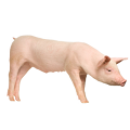 Porsasta